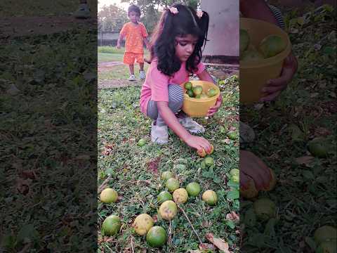 Charvi🍭Nirvi || Lemons 🍋 || #villagevlog #villagelife #lemontree #organic #cutekids