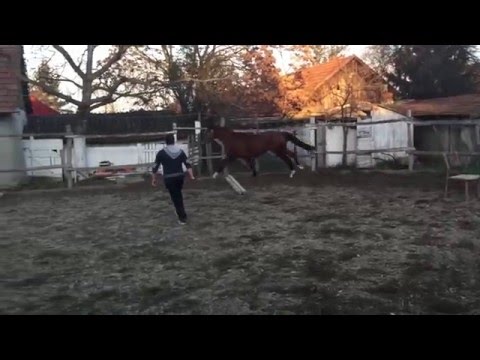 KEPN Stallion 2013 For Sale free jumping