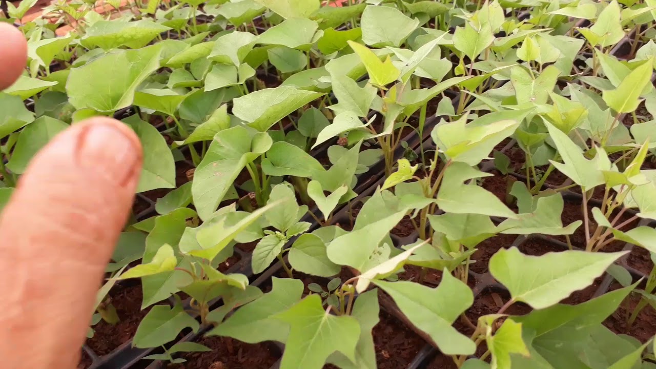 Etanol de batata doce industrial