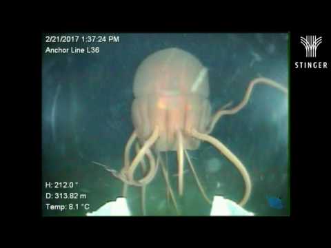 Periphylla, aliens of the deep