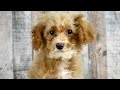 Bichpoo dogs for sale: Girl Ella - 8337 - Video 1