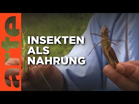 Thailand: Insekten machen auch satt | ARTE Reportage