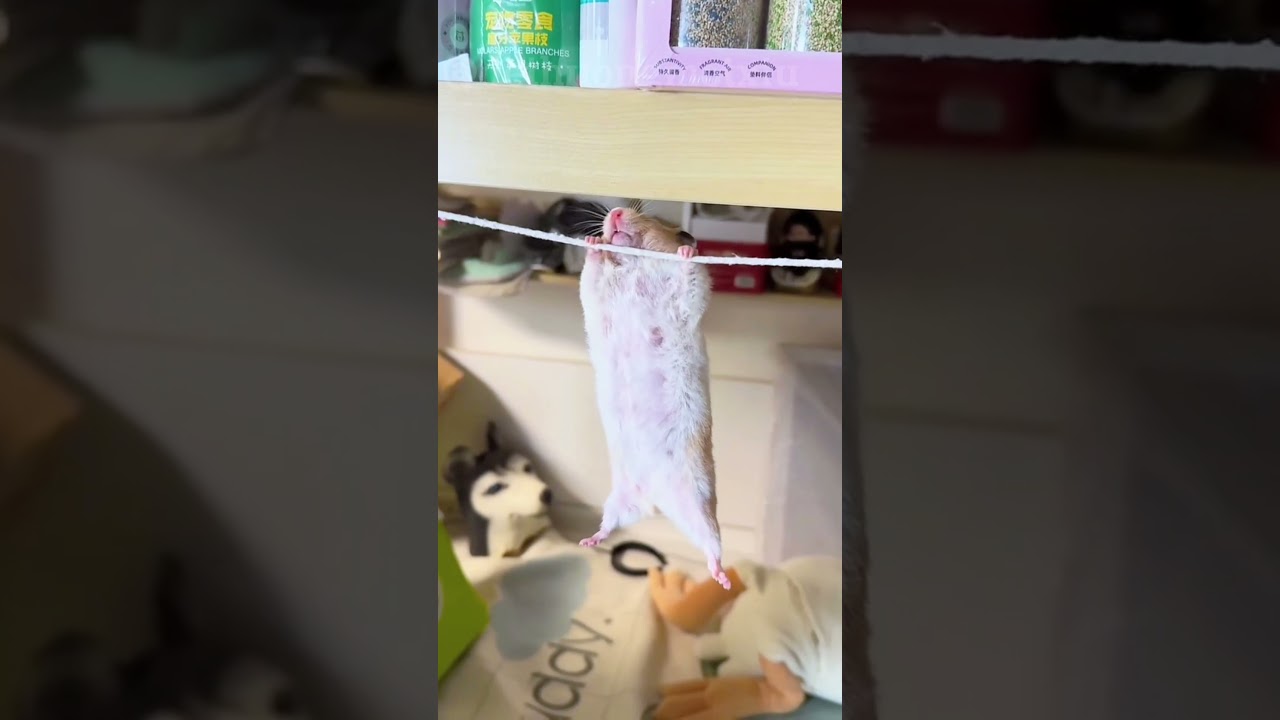 Một chút nghịch ngợm… rồi ngủ ngon hơn?!#hamster #pets #cute