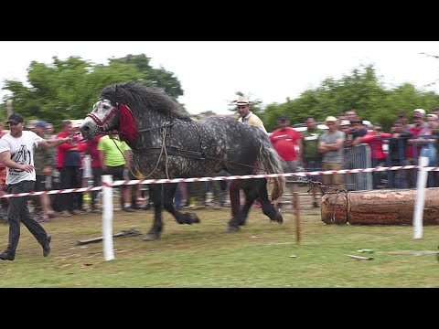 Probă de tracțiune cu armăsarul dl. Costică Bodale  Gilău Cluj -10 Iulie 2021-