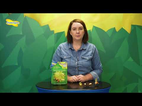 Insect Lore - Honey Bee Life Cycle Stages