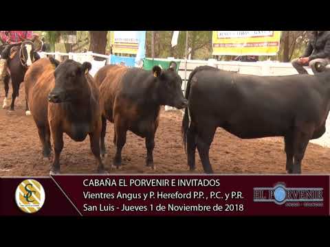 01-11-18 Venta de Vientres Angus y P. Hereford PP, PC y PR - Cab. El Porvenir e invitados - San luis
