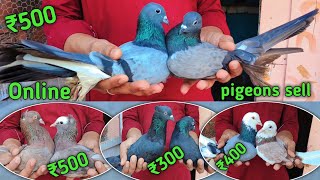 🤑🕊️Pigeons selling video // पूरा खेल बिकाऊ हैं। // 🤑Online pigeon sell video