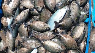 Pag-aani ng 10,000 Pcs na Samaral, Harvest&Cook | BillyAillySeaTV