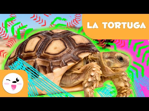 LA TORTUGA 🐢 Animales para niños 🍃 Episodio 3