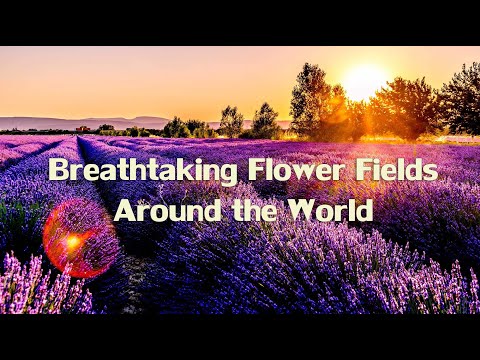 Breathtaking Flower Fields Around the World, ทุ่งดอกไม้ที่สวยงามทั่วโลก #beautifulworld