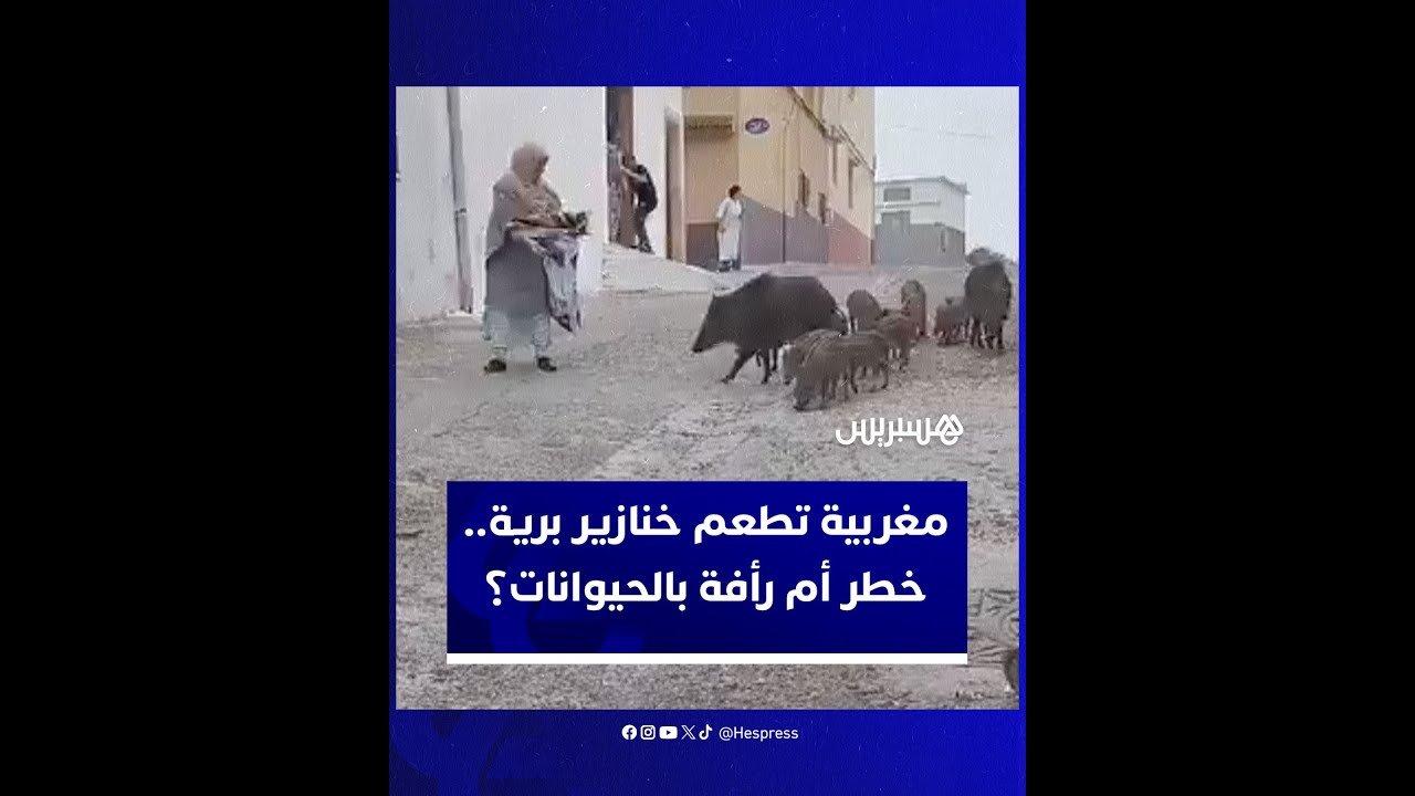 سيدة مغربية تطعم قطيع خنازير برية.. فيديو يفجر زوبعة thumbnail