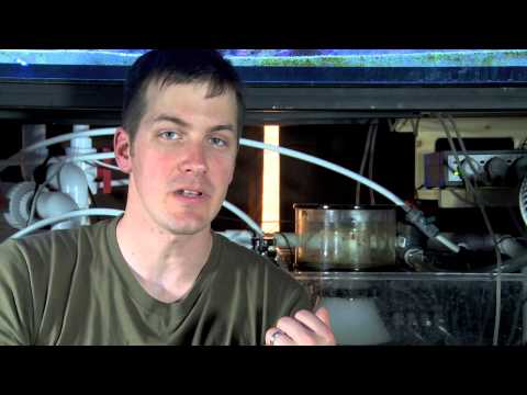 Mr. Saltwater Tank TV Friday AM Quick Tip #124: How to Put Your Saltwater Fish In Timeout