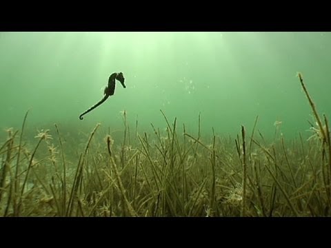 euronews science - Threatened seahorses get breeding boost