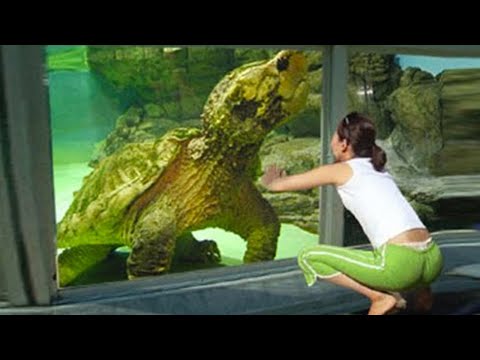 15 Turtles You Won’t Believe Actually Exist