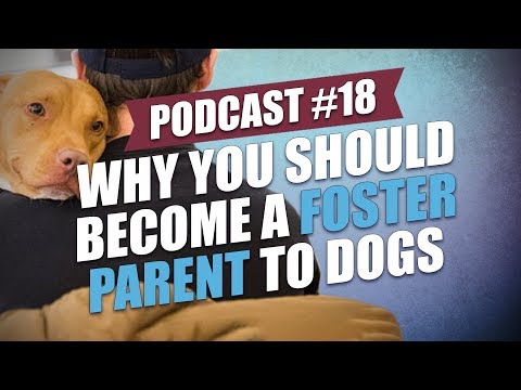 TOP #18: Why You Should Become a Foster Parent to Dogs