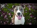 Pit Bull Terrier - 7 Razas De Pit Bull Exóticos Que Son Únicos En El Mundo