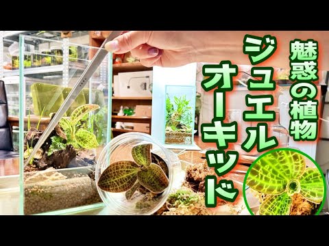 園芸 ボンバルディアの木、デビルウッド、悪魔のペット、イルカの木、アンティル諸島の砂時計