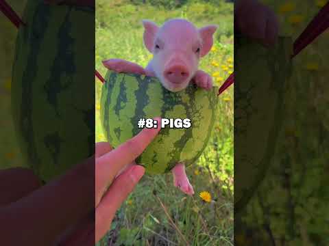 Top 10 EXOTIC PETS! #pets #animallover #exotic #bestpets #animals #cute