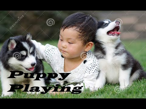 #Puppys_playing, #immohammod