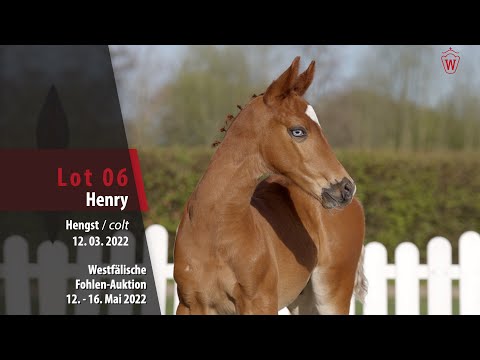 Fohlen-Auktion Lot 6 Henry Hengst v. Hickstead Blue - Cayetano L