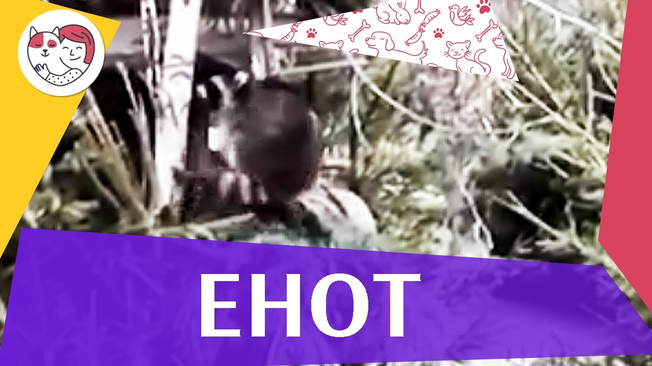 Енот Внешняя характеристика на ilikepet