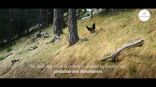 Recovery of the Pyrenean capercaillie in the Bielsa Valley (Aragón, Spain) (english)