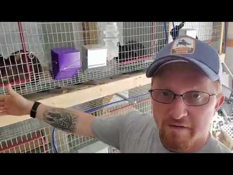 YouTube video about: How to keep flies out of rabbit hutch?
