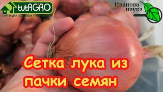 🧅 Лук без севка С ГОЛОВУ?! ЛЕГКО! Без рассады и Эксибишена. Хранится до новог?