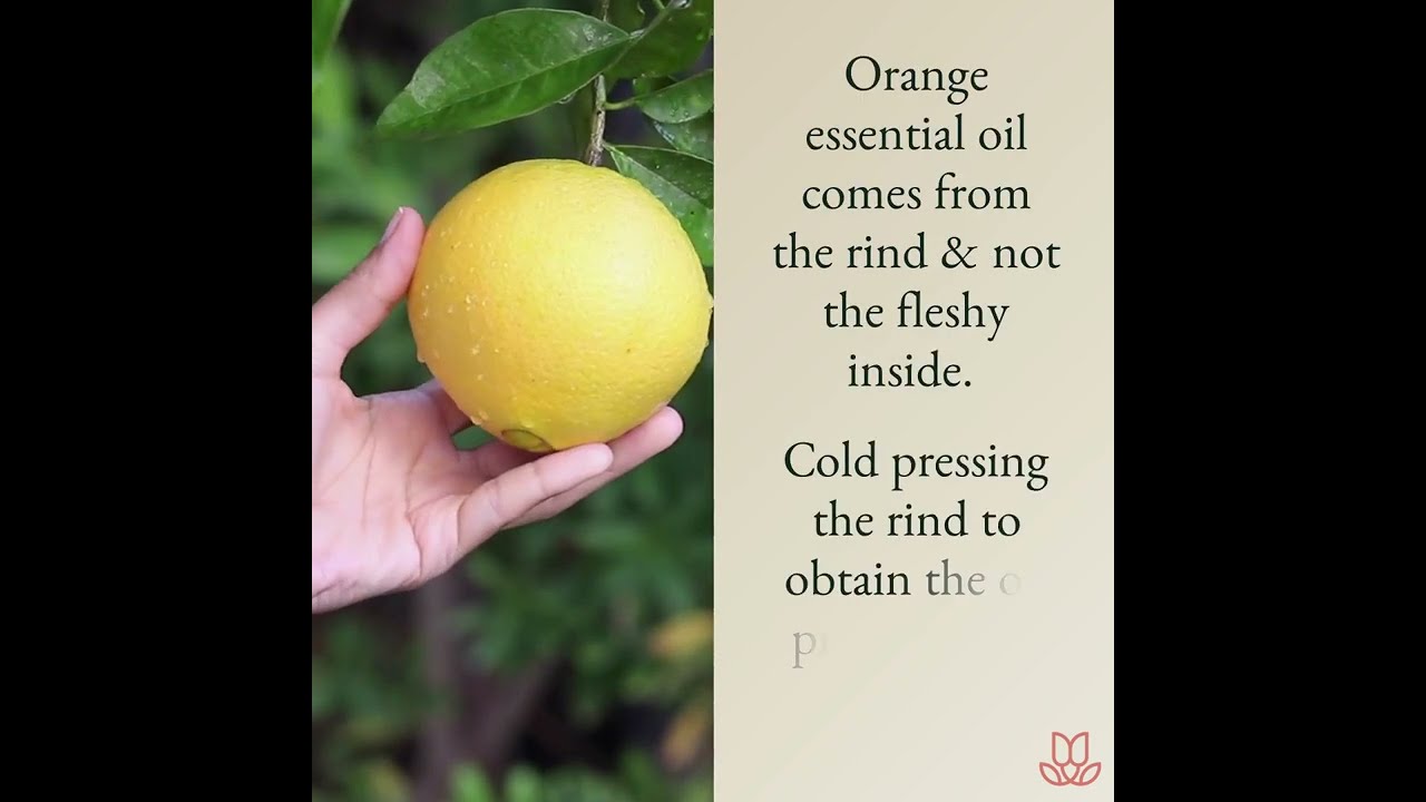 Essential Oils & Your Olfactory System