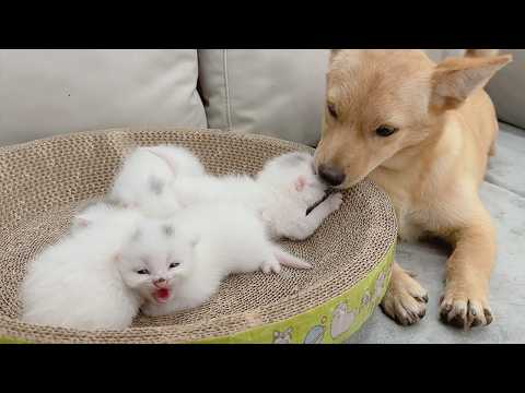 YouTube 썸네일
