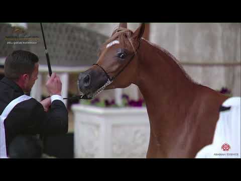 N 118 DOHA AL MOKHTAR   22nd Qatar National 2019   Yearling Fillies Class 3B
