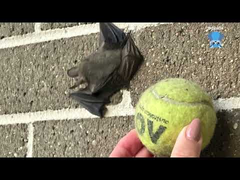Rescuing a microbat hanging on a wall:  this is Ludd