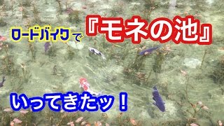 『モネの池』RIDE  透明度に驚いたッ！ 予告編