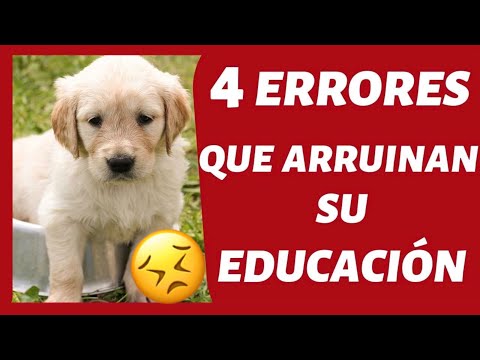 How to TRAIN a PUPPY 😱? ► (❌4 MISTAKES you should NEVER MAKE ❌)