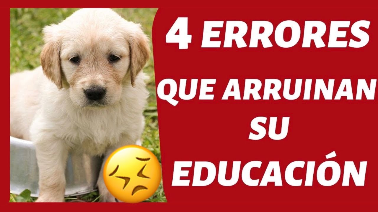 How to TRAIN a PUPPY 😱? ► (❌4 MISTAKES you should NEVER MAKE ❌)