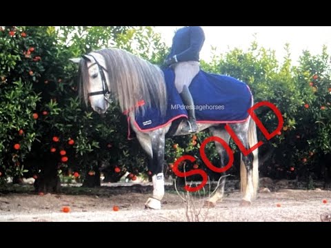 **SOLD** Bombproof Andalusian PRE Stallion 2014 - 1,63 m | #MP456
