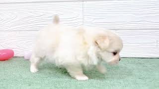 ハーフ犬の動画01