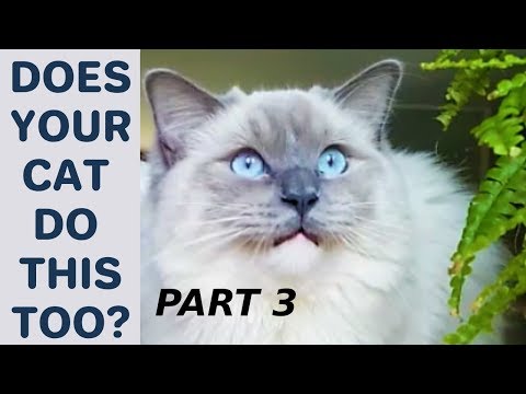 Does Your Cat Do This Too? - Poll. Part 3 Compilation with Bowie The Ragdoll Cat