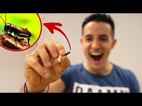 download lagu mp3 mp4 Nourriture Du Futur Insectes, download lagu Nourriture Du Futur Insectes gratis, unduh video klip Download Nourriture Du Futur Insectes Mp3 dan Mp4 Viral Gratis