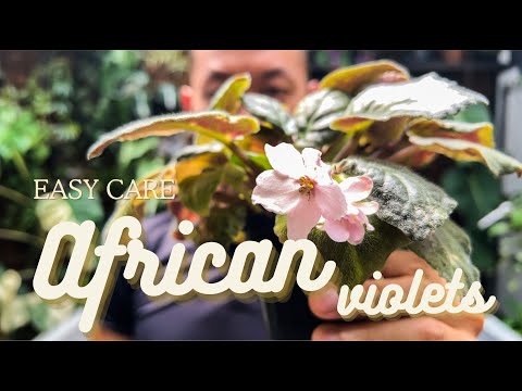 EASIEST Way to Care and Propagate African Violets - Streptocarpus sect. saintpaulia - WITH UPDATES
