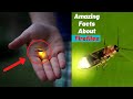 Top 10 Amazing Facts About Fireflies