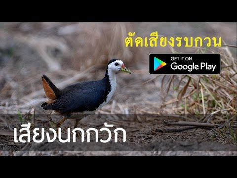 White breasted waterhen Sound Video