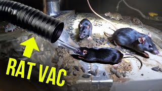 HOW to get rid of attic RATS … FAST..Twins Rat Vac