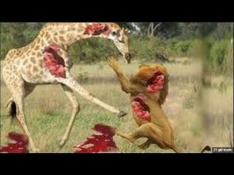 Most Amazing Lion vs Giraffe  Shocking Lion Kills  Giraffe  Bloody Fight قتال فظيع الاسد والزرافة