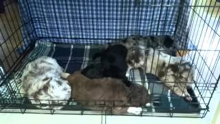 How to prepare your home for a new AussieDoodle Puppy