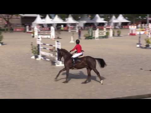 Half brother Kamasutra Picobello Z (approved stallion)