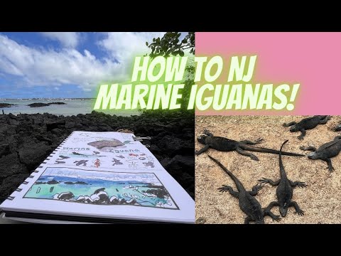 How to Nature Journal Marine Iguanas In the Galapagos and More!