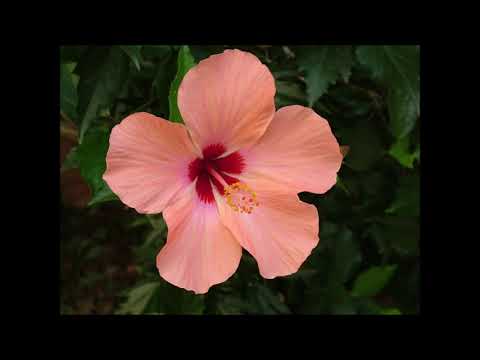 חנות פרחים בנתניה