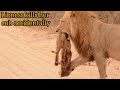 Lioness Kills Her Cub Accidentally Lioness Love Angry Lioness Lioness Punishment To Her Cub