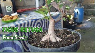 Download lagu Bonsai Ficus Retusa @therisingofroninbonsai mp3